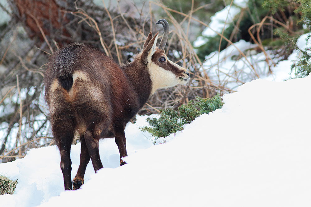 Camosci gran paradiso